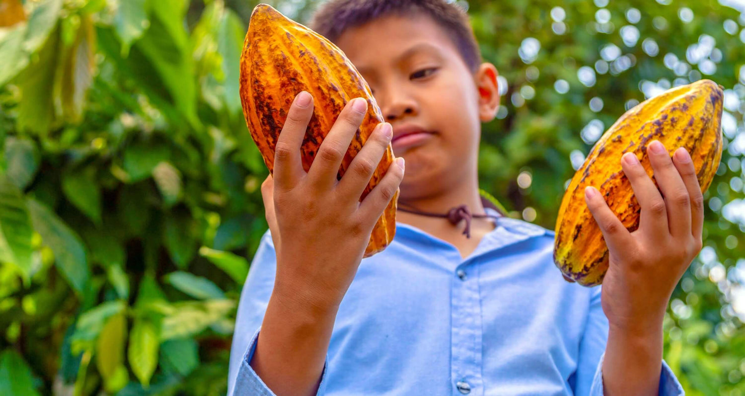 Fresh cacao pod from Madagascar: start your bean-to-bar journey