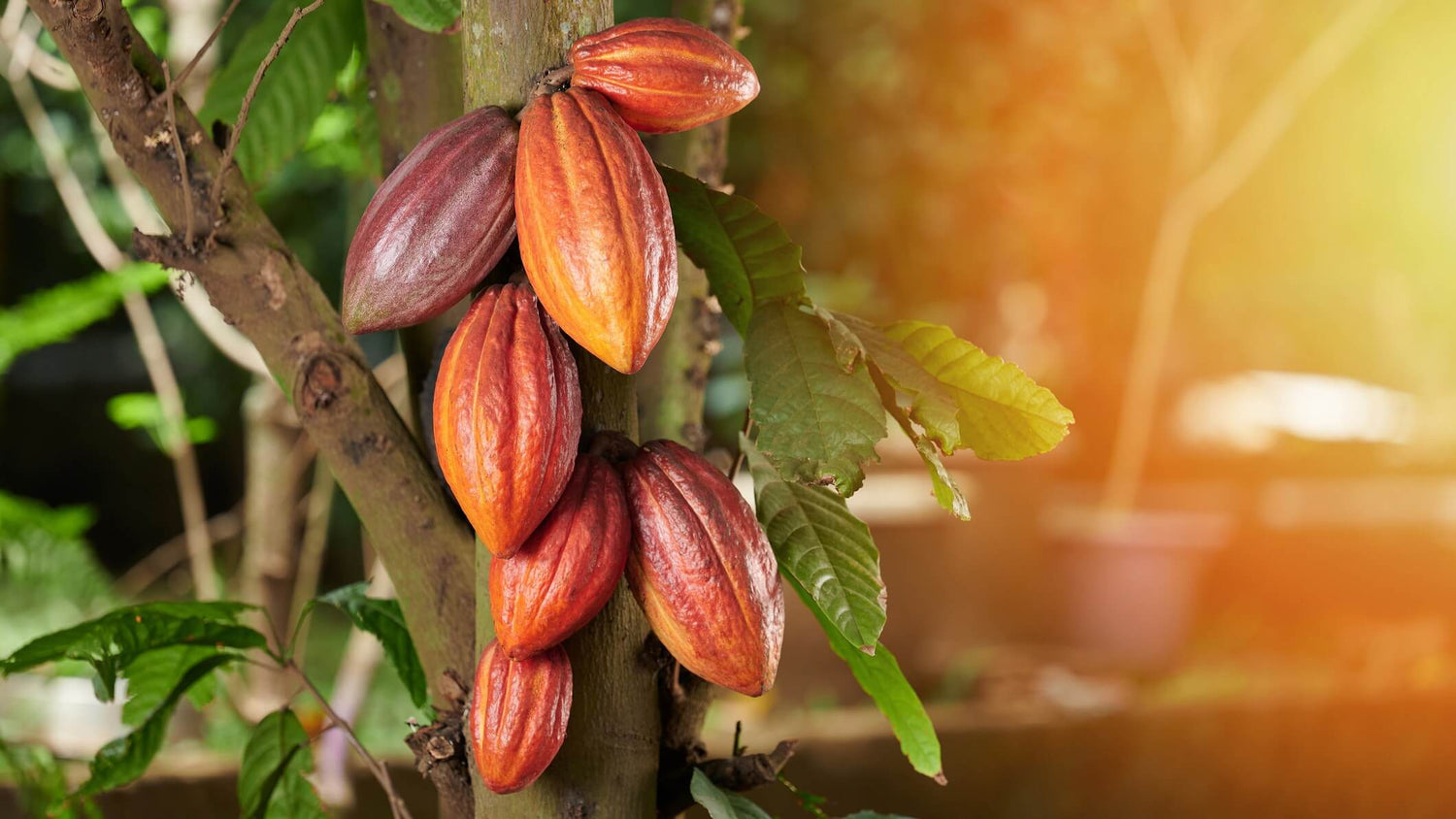 Great chocolate is never made alone