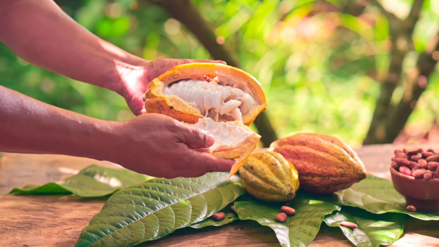 Cacao Betulia